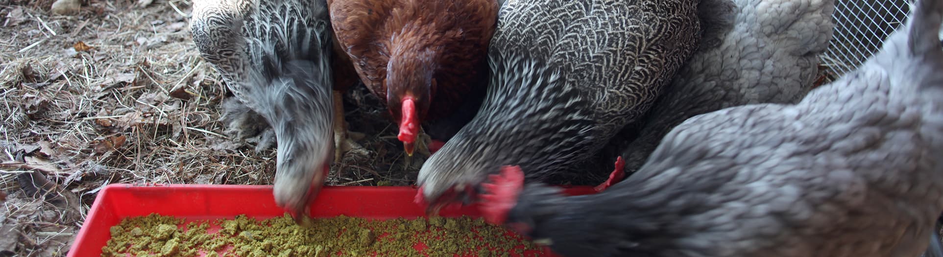 Main image showing multiple birds eating Dirt Road Naturals' OptimizerRation product